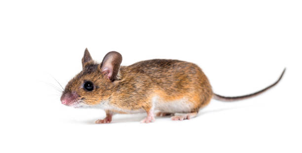istock Eurasian mouse, Apodemus species, in front of white background 1184663647