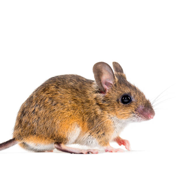 istock Eurasian mouse, Apodemus species, in front of white background 1184663654