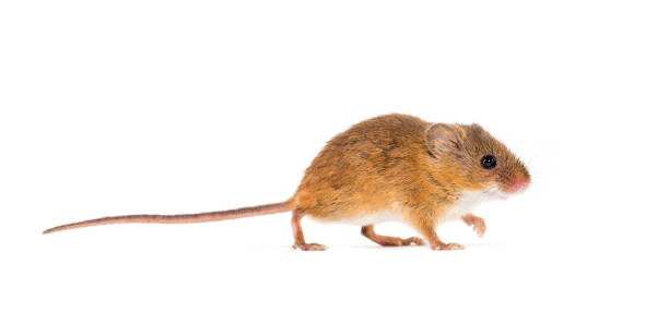 istock Eurasian harvest mouse, Micromys minutus, in front of white background 1184663659