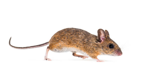 istock Eurasian mouse, Apodemus species, in front of white background 1184663674
