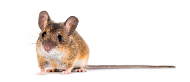 istock Eurasian mouse, Apodemus species, in front of white background 1184663692
