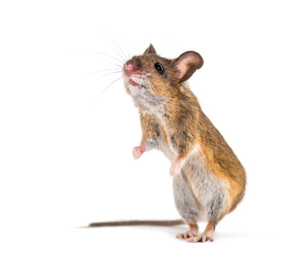 istock Eurasian mouse, Apodemus species, in front of white background 1184663703