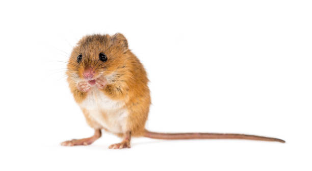 istock Eurasian harvest mouse, Micromys minutus, in front of white background 1184663711