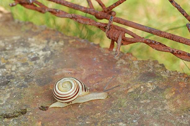 Multiple milk snail Otala lactea specimens high on a stick in a marsh field in Southern California.