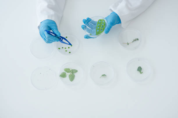 istock Putting her phytology skills to work 1184664939
