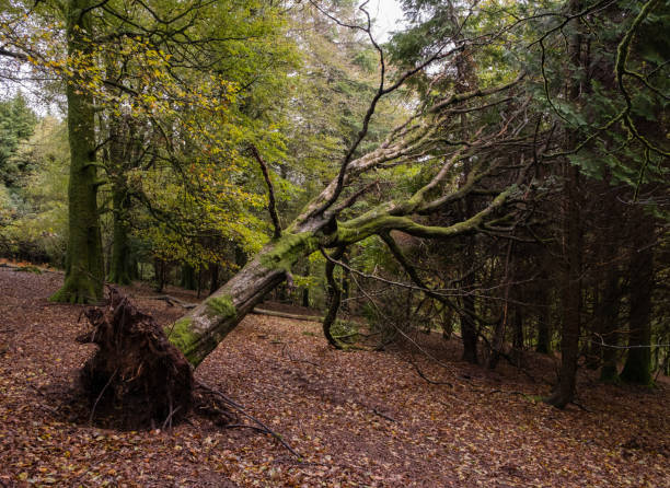 ein umgestürzter baum, der sich an andere bäume in einem wald auf dartmoor, england, lehnt - baumstamm am boden stock-fotos und bilder
