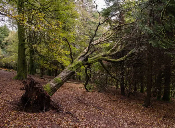 Photo of A fallen tree leaning against other trees in a wood on Dartmoor, England