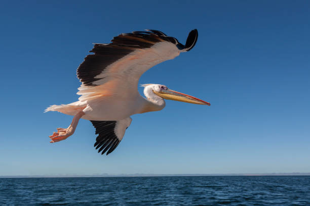 pellicano dalla parte rosa (pelecanus onocrotalus) in volo sulla baia di welvis - namibia - africa - pellicano foto e immagini stock