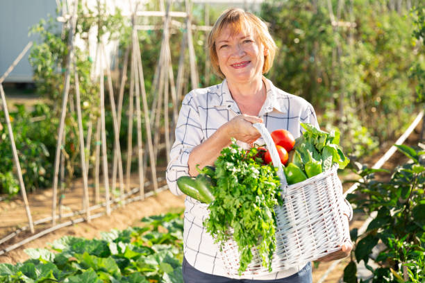 istock Mature gardener with harvested greens 1184666629