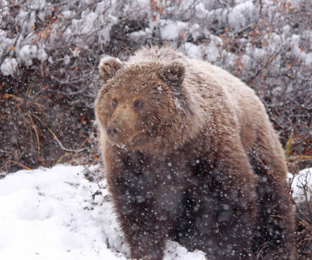 istock Bearly Alaska, Denali, Katmai and Yellowstone 1184667758