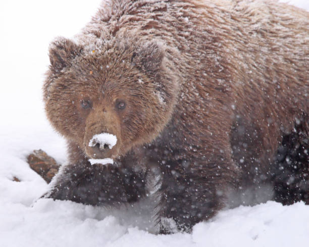 aprincipio de alaska, denali, katmai y yellowstone - brown bear alaska katmai national park animal fotografías e imágenes de stock
