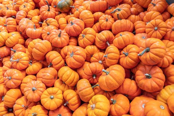 istock Plenty of pumpkins 1184669968