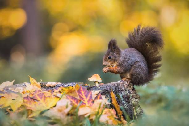 istock Cute hungry Eurasian red squirrel sitting on a tree stump 1184670070