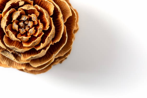 Larch cone, photographed from above stock photo