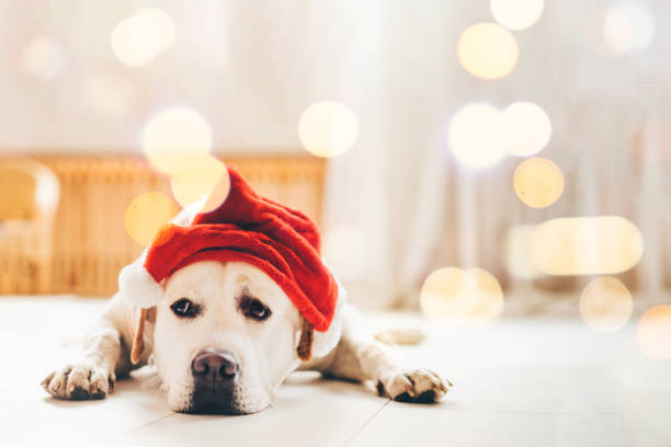 perro en el sombrero de papá noel - sadness depression dog retriever fotografías e imágenes de stock