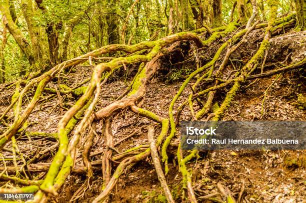 Huge Roots Of Laurisilva Trees Invading The Path On The Path Of Senses Stock Photo - Download Image Now