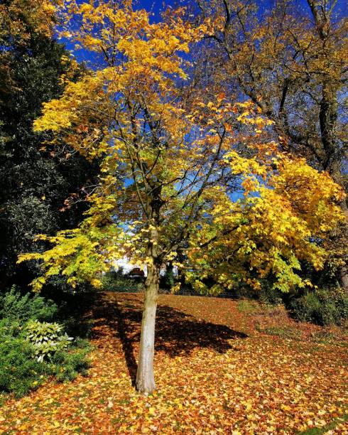 istock Colours of autumn 1184673368