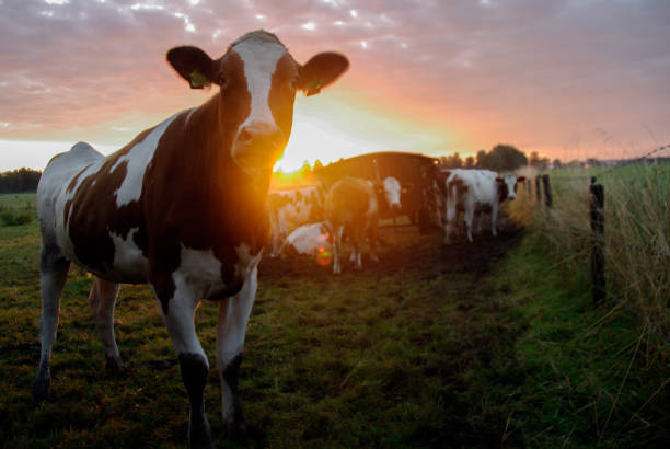 istock Cows in the morning glow 1184673800