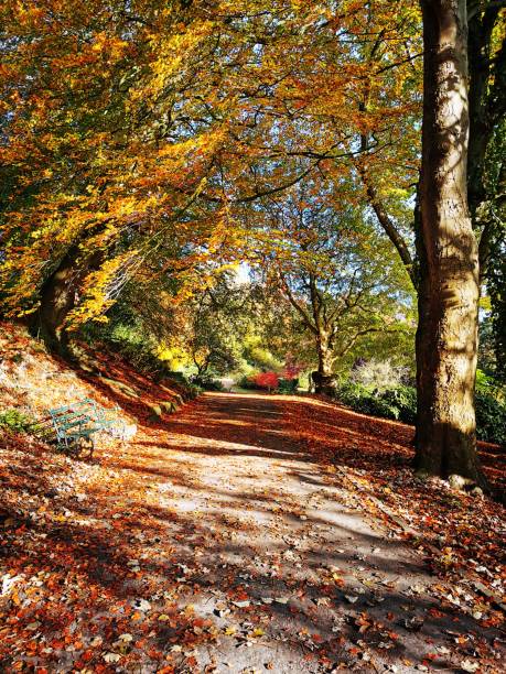 istock Colours of autumn 1184673894