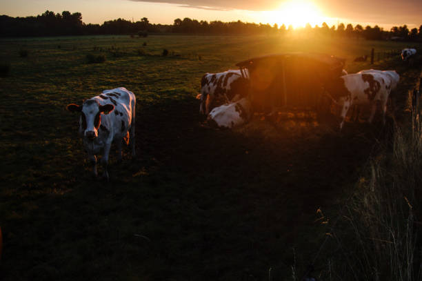 istock Cows in the morning glow 1184673929