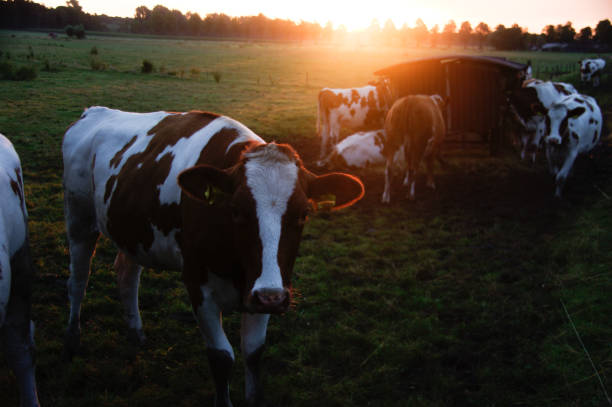 istock Cows in the morning glow 1184673940