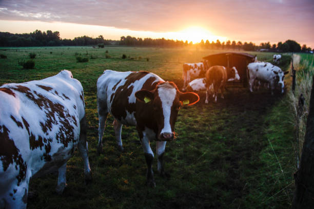 istock Cows in the morning glow 1184673954