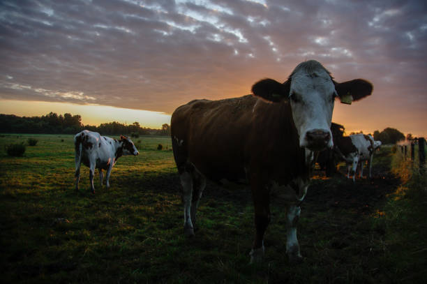 istock Cows in the morning glow 1184673978