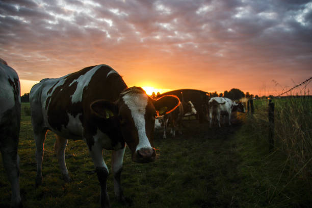 istock Cows in the morning glow 1184673982