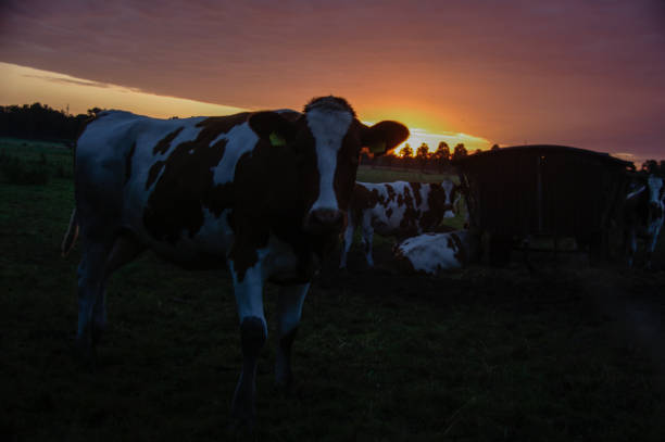 istock Cows in the morning glow 1184674030