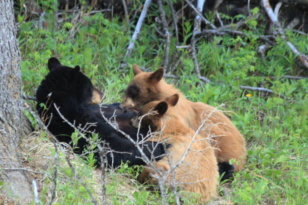 медвежья аляска, денали, катмай и йеллоустоун - brown bear alaska katmai national park animal стоковые фото и изображения