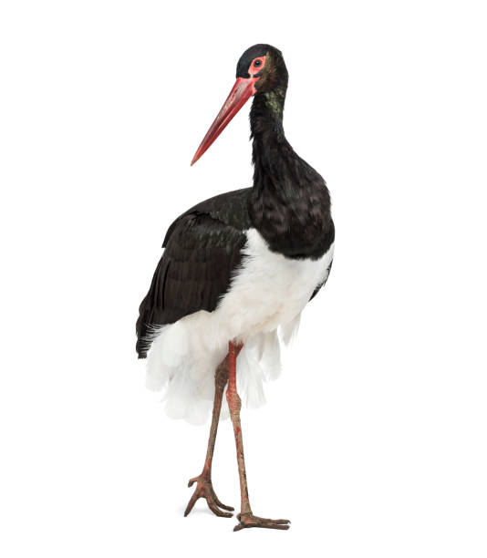 istock Black stork, Ciconia nigra, standing against white background 1184675390