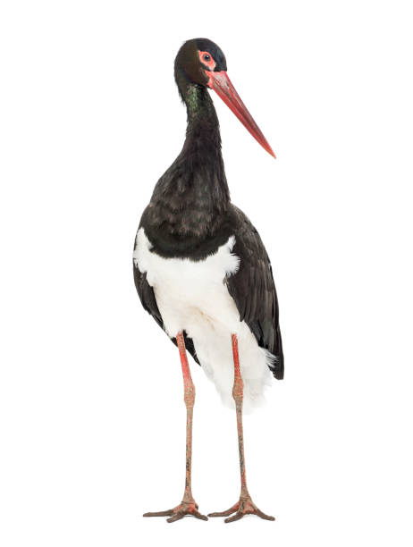 istock Black stork, Ciconia nigra, standing against white background 1184675413