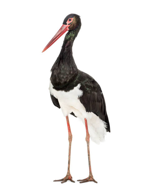 istock Black stork, Ciconia nigra, standing against white background 1184675476
