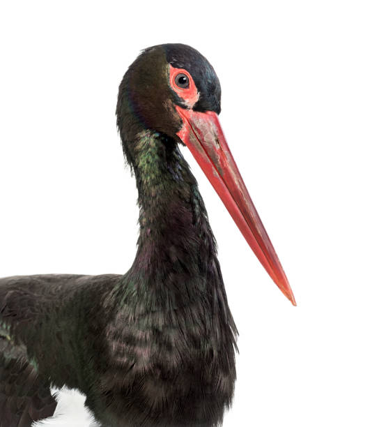 istock Black stork, Ciconia nigra,  against white background 1184675498