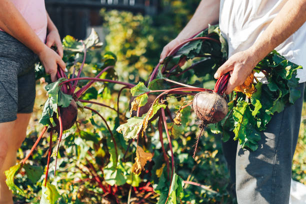 Farmer hands holding a bunch of freshly harvested beetroots and a garden spade