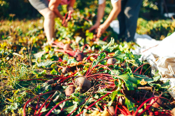 Farmer hands holding a bunch of freshly harvested beetroots and a garden spade
