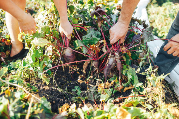 Farmer hands holding a bunch of freshly harvested beetroots and a garden spade