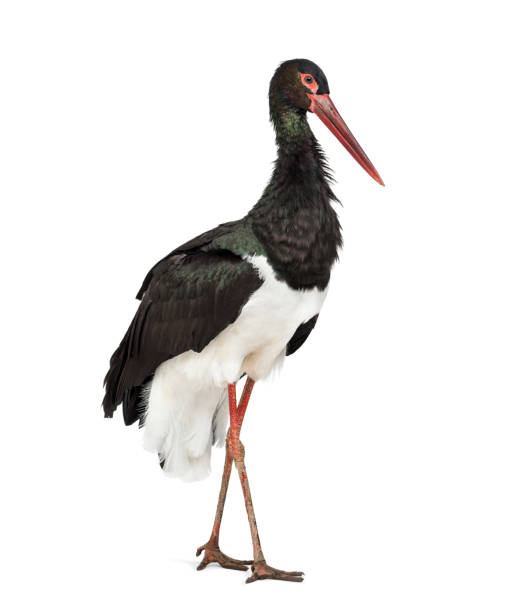 istock Black stork, Ciconia nigra, standing against white background 1184675636