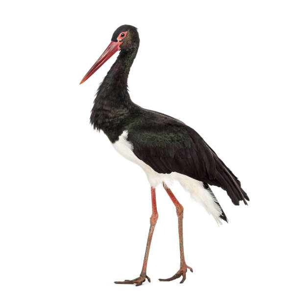 istock Black stork, Ciconia nigra, walking against white background 1184675637