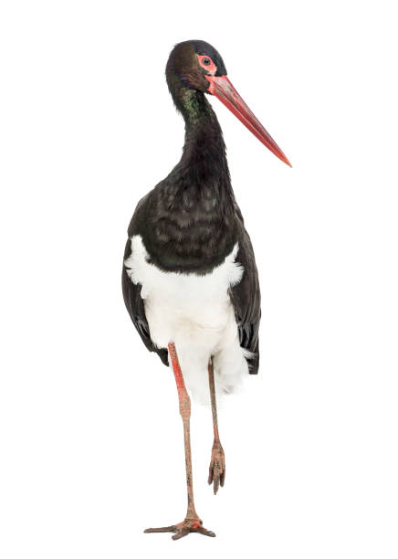 istock Black stork, Ciconia nigra, standing against white background 1184675639