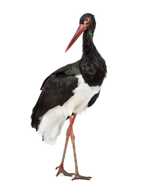 istock Black stork, Ciconia nigra, standing against white background 1184675673