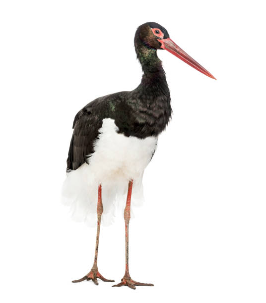 istock Black stork, Ciconia nigra, standing against white background 1184675679