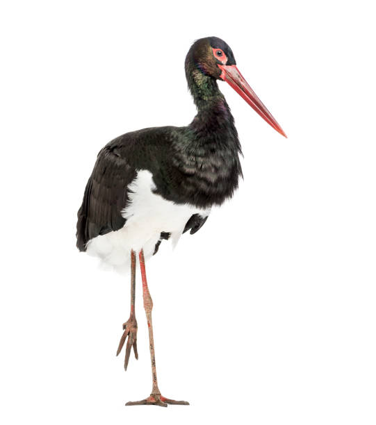 istock Black stork, Ciconia nigra, standing against white background 1184675683