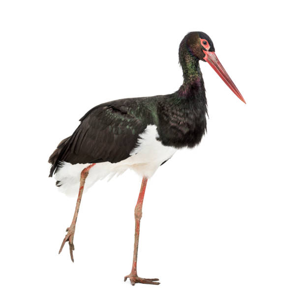 istock Black stork, Ciconia nigra, walking against white background 1184675712
