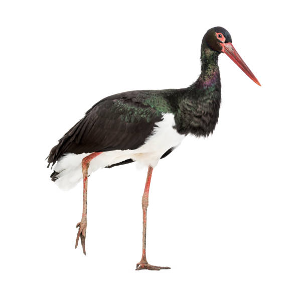 istock Black stork, Ciconia nigra, walking against white background 1184675733