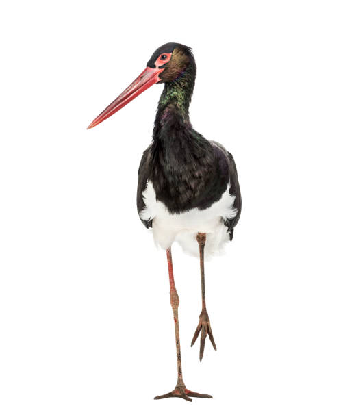 Black stork, Ciconia nigra, walking against white background