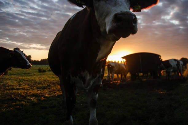 istock Cows in the morning glow 1184675948