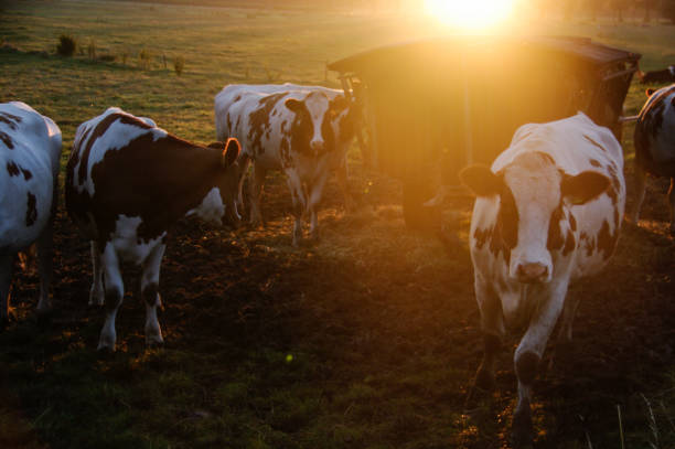 istock Cows in the morning glow 1184675957