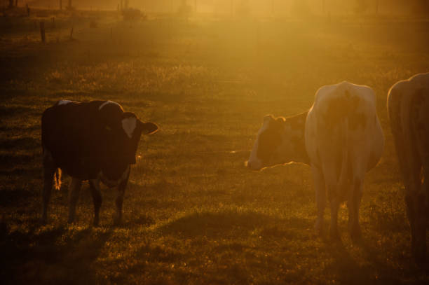 istock Cows in the morning glow 1184675962