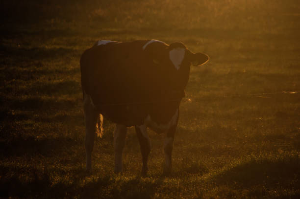 istock Cows in the morning glow 1184675967